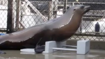 Sea Lion Boogies to Backstreet Boys