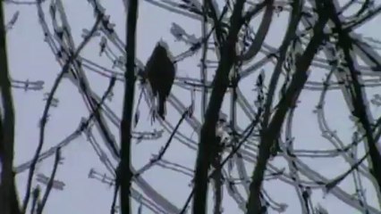 chant de Rouge gorge