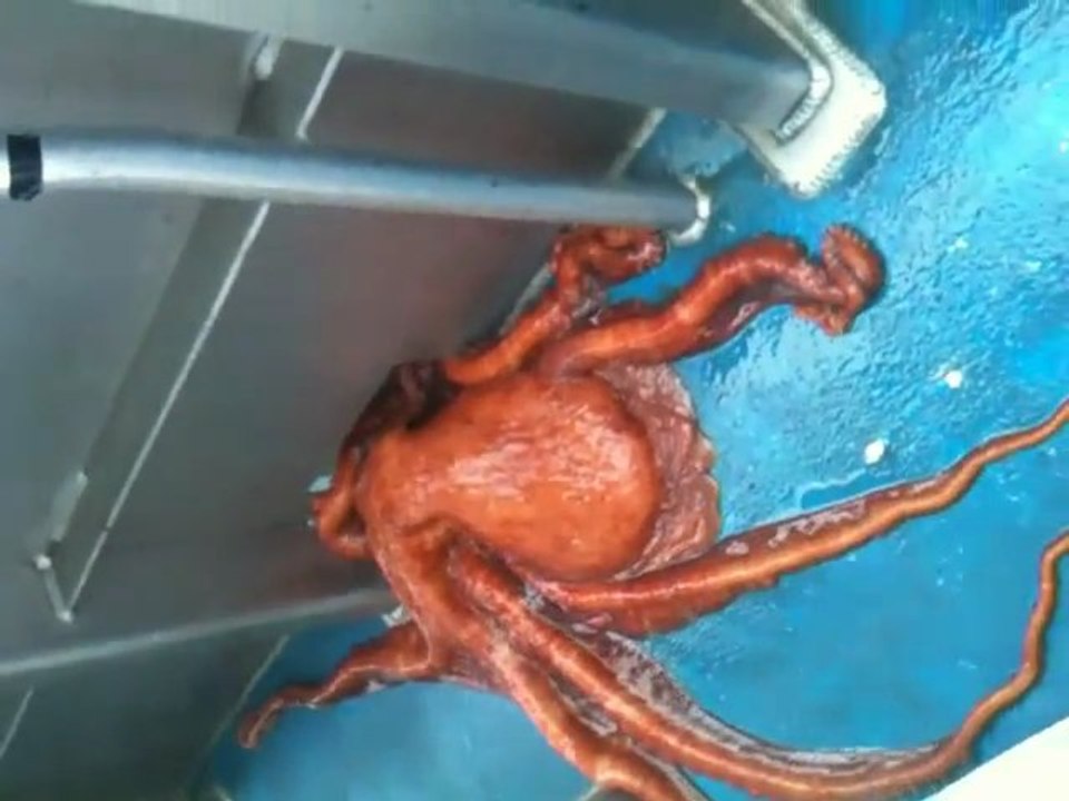 La grande évasion du poulpe
