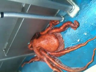 La grande évasion du poulpe