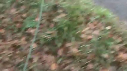 FURCAS recherche utilitaire pistage avec un chien loup tchecoslovaque