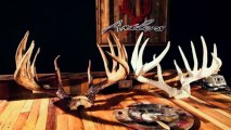 Antlers By Klaus | Finest Replicas in the World