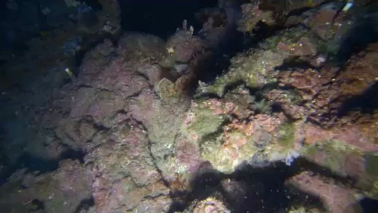 Le saint-Pierre du saint-dominique