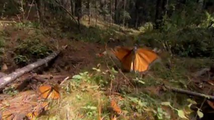 下载视频: Grandes migraciones 6 La ciencia de las migraciones