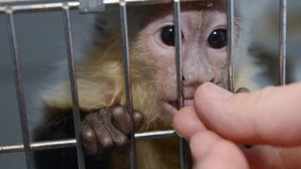 Justin Bieber Leaves Monkey Behind