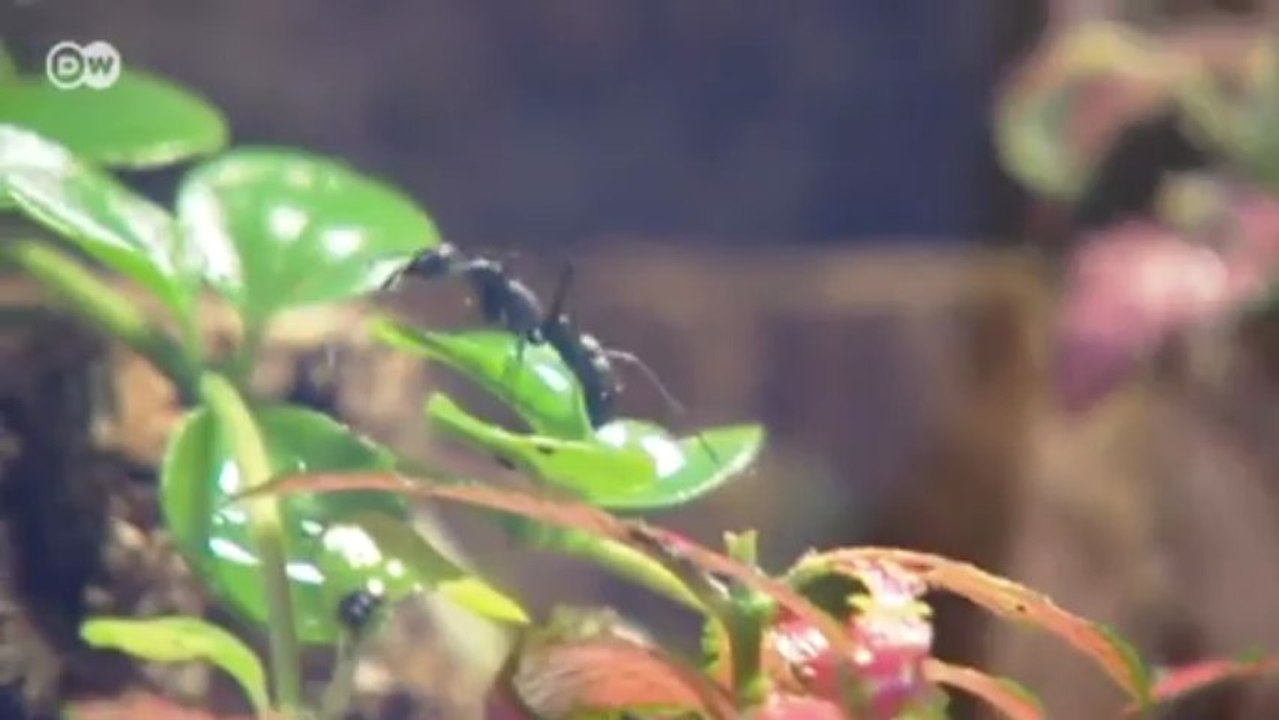 'Antstore' - Ameisen zum Bestellen | Euromaxx