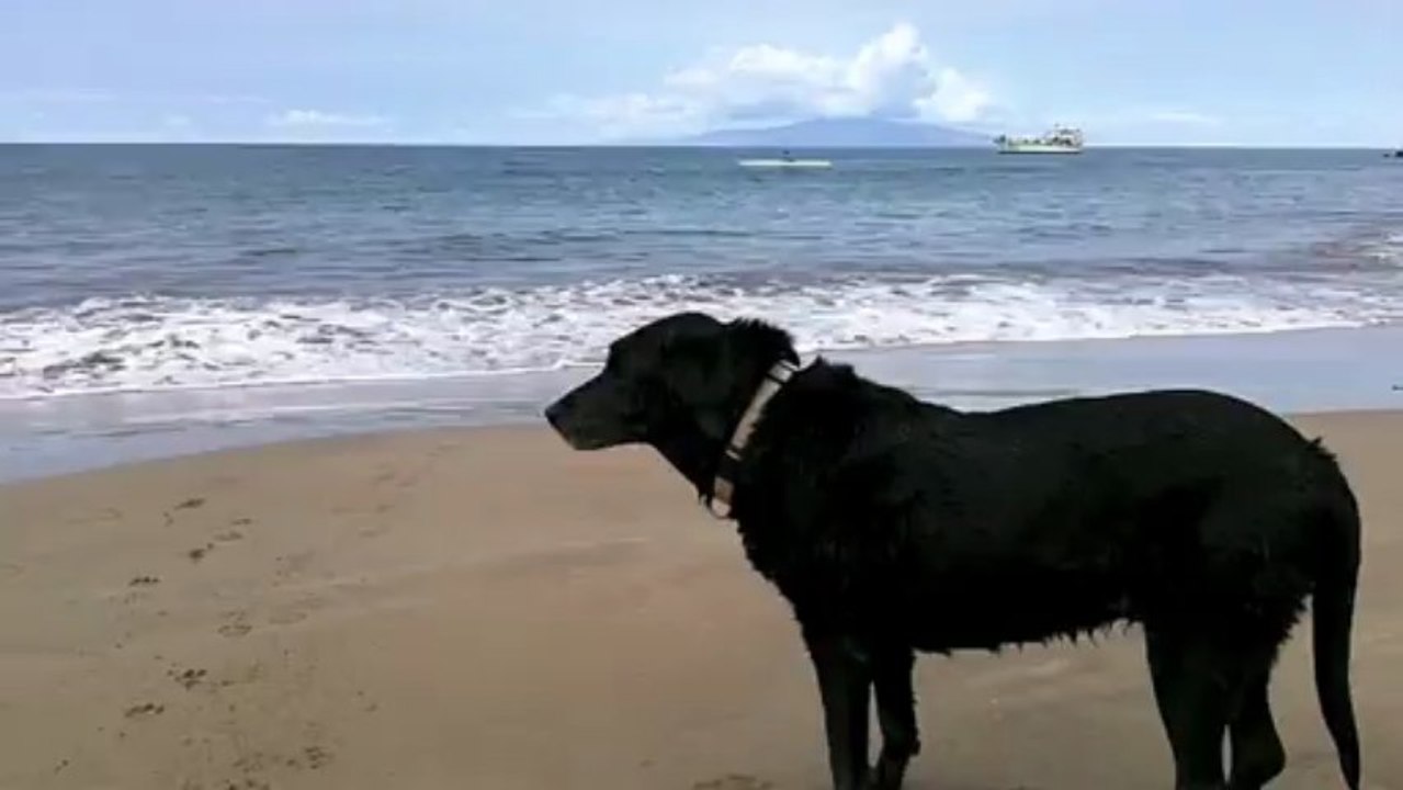 Beach Walk 776 Meditation on Fetching
