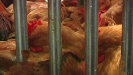 New bird flu virus adds to China health fears