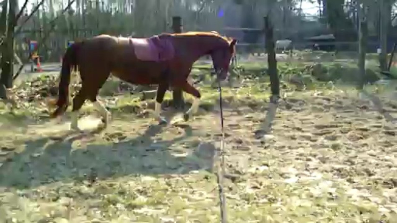 sangara a la longe 2/2