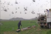 Posta güvercinleri yarışa hazırlanıyor