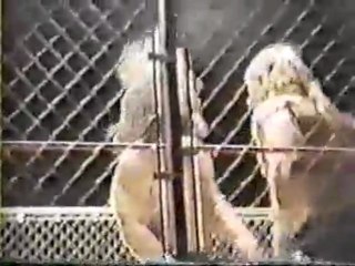 BRUISER BRODY VS LEX LUGER STEEL CAGE FLORIDA 1986