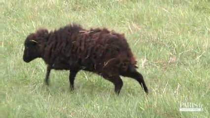 Des moutons dans la ville !