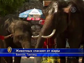 Слонам – лёд, обезьянам - мороженое