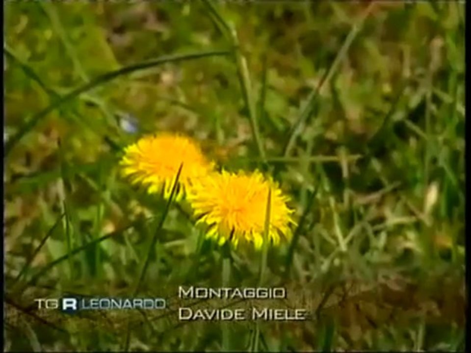 Le api stanno scomparendo davvero, è un danno incalcolabile per l’ecosistema  “Se le api dovessero scomparire, al genere umano resterebbero cinque anni di vita“, non so se fu Einstein a dirlo ma di certo chiunque l’abbia detto sapeva molto bene quanto que