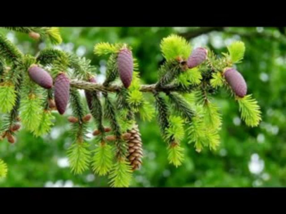 "ΚΑΤΑΒΑΣΙΕΣ ΚΥΡΙΑΚΗΣ ΤΗΣ ΣΤΑΥΡΟΠΡΟΣΚΥΝΗΣΕΩΣ" ΗΧΟΣ Α΄