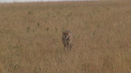 Dans la réserve naturelle du Masai Mara/ Décollage immédiat