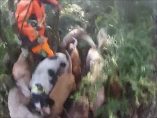 Chasse au sanglier dans l'Hérault. Causse.