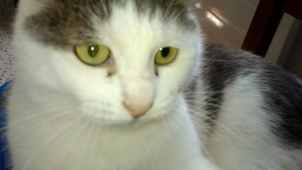 Chat joueur espiègle