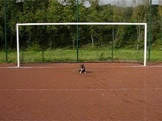 bull terrier bringé blanc