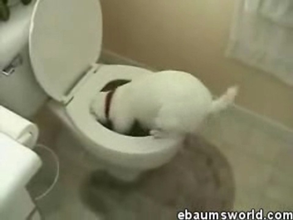 Le Chien De Régis Aux Toilettes