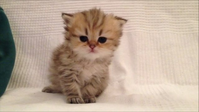 Isa de Silver Gate - Chaton Persan Black Golden Shaded