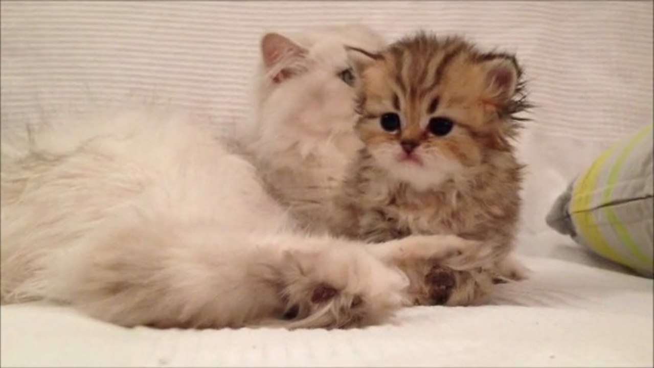 Iloa de Silver Gate - Chaton Persan Black Golden Shaded