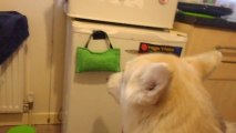 Assistance Dog pulling fridge door