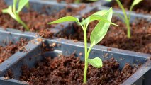 How To Prep Pepper Seedlings