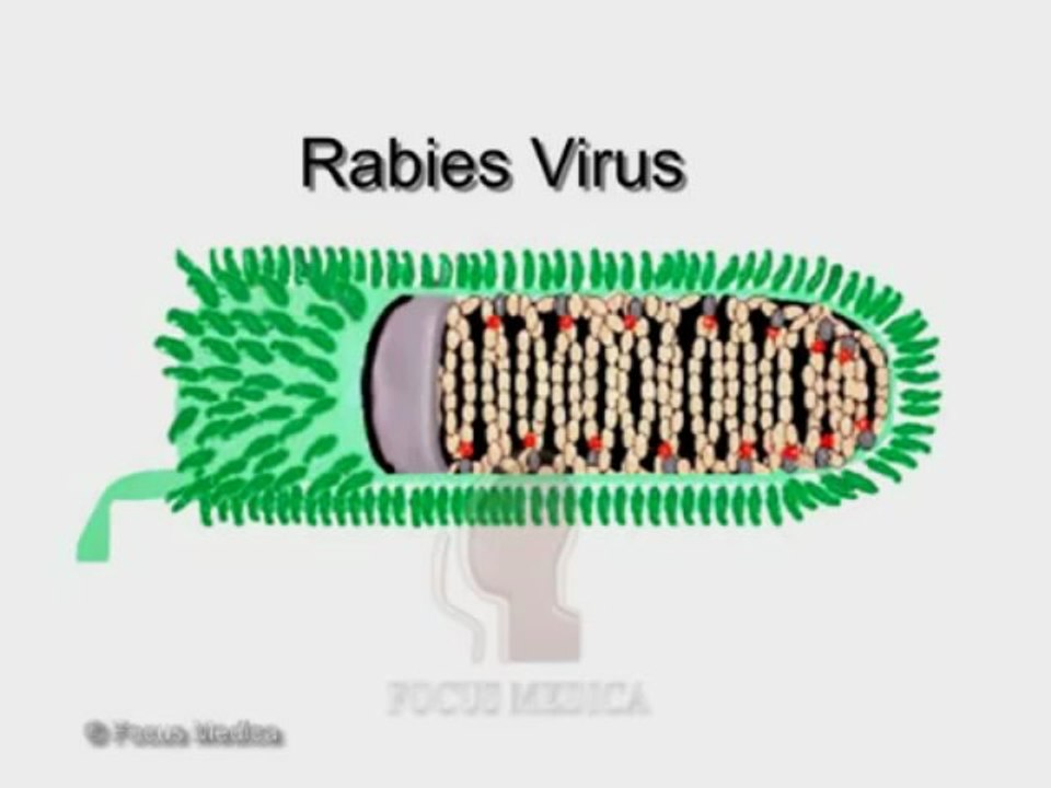 Rabies - YouTube