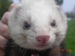 Les peluches ma vie, 17 octobre 2006