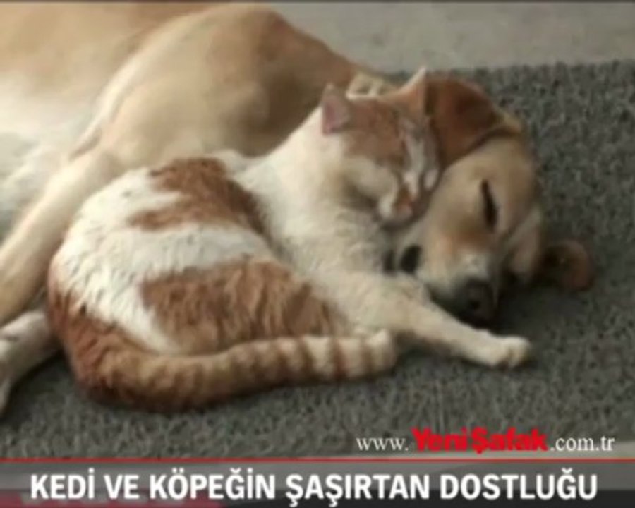 Kedi ve köpeğin şaşırtan dostluğu