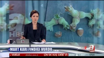 MART KARI FINDIĞI VURDU/WWW.KARADENİZBAYRAK.COM-ORDU