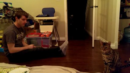 Cat Training - Sit & Beg... Also "Be Incapable of Being Trained"