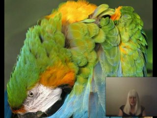 Pure Leverage - Bonus!