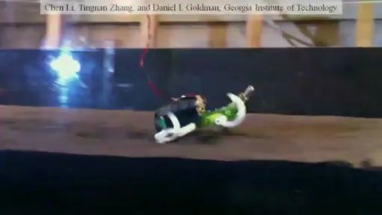 Un robot lézard (1)