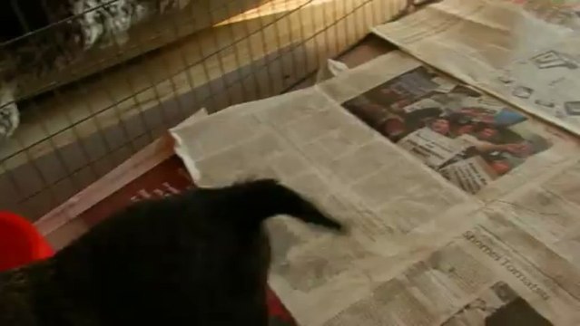 CHIOT-CAIRN-TERRIER-04042013-3