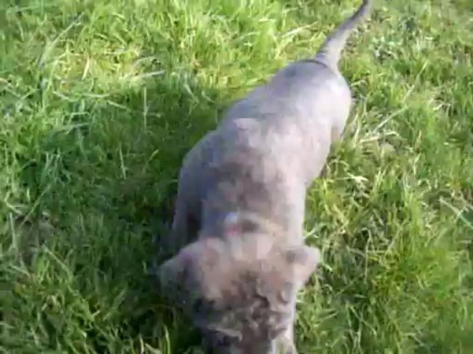 igor cane corso 7 semaines