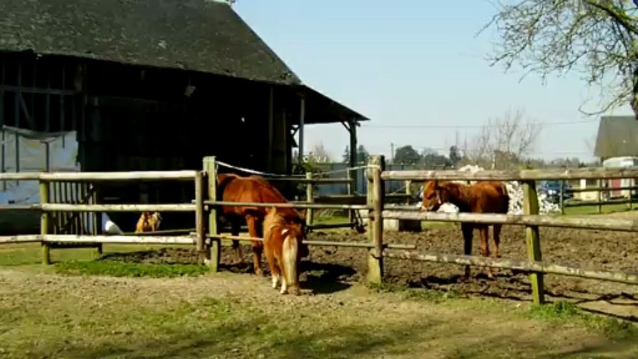 Caramel et ses amoureuses-avril2013