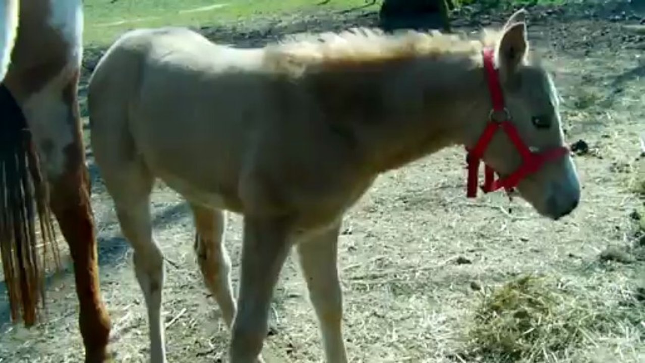 Duntie Prairie Bar-avril2013