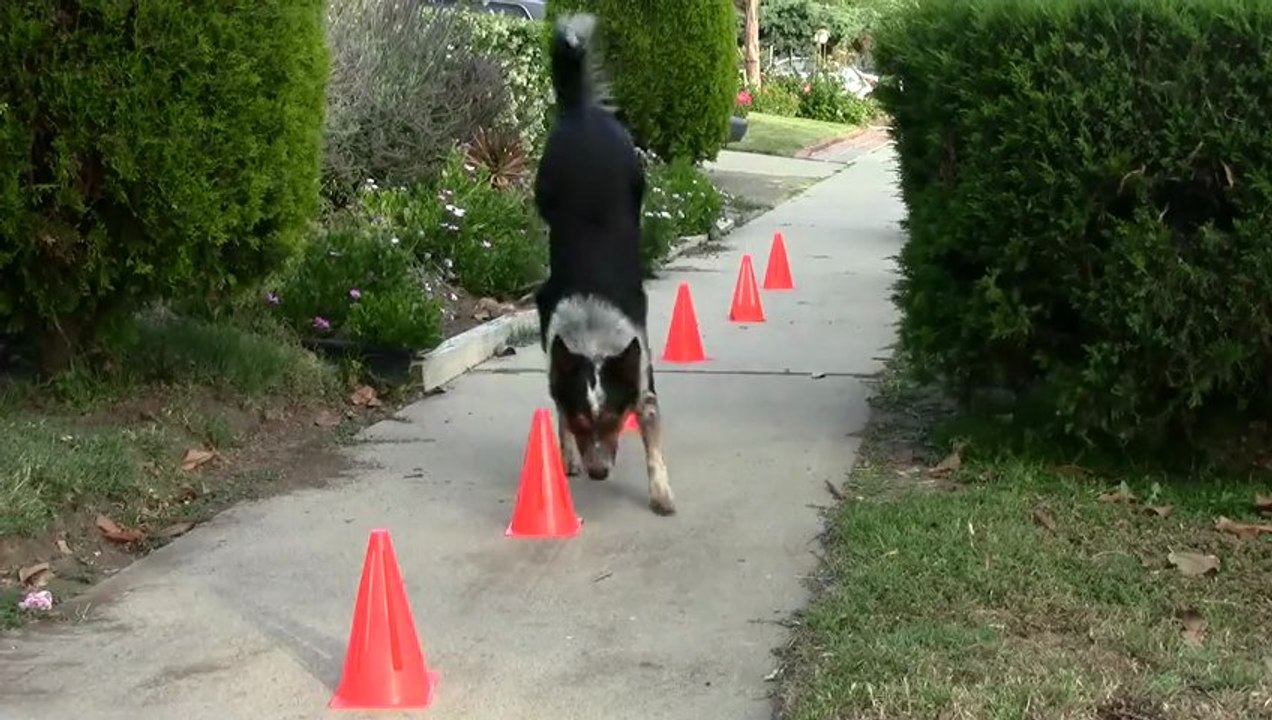 BAD ASS DOG 2