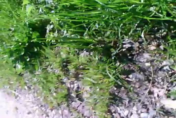 ENTRAINEMENT AVEC SACHA EN CANIVTT PLUS GAMELLE