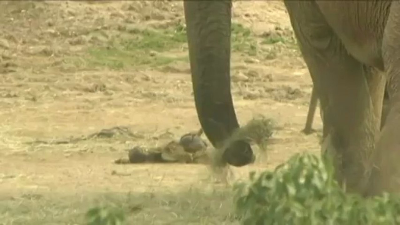 Les éléphantes malades du zoo de Lyon accueillies par Stéphanie de Monaco