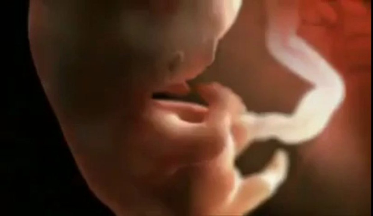 Cocugun  Anne Karnında Olusumu