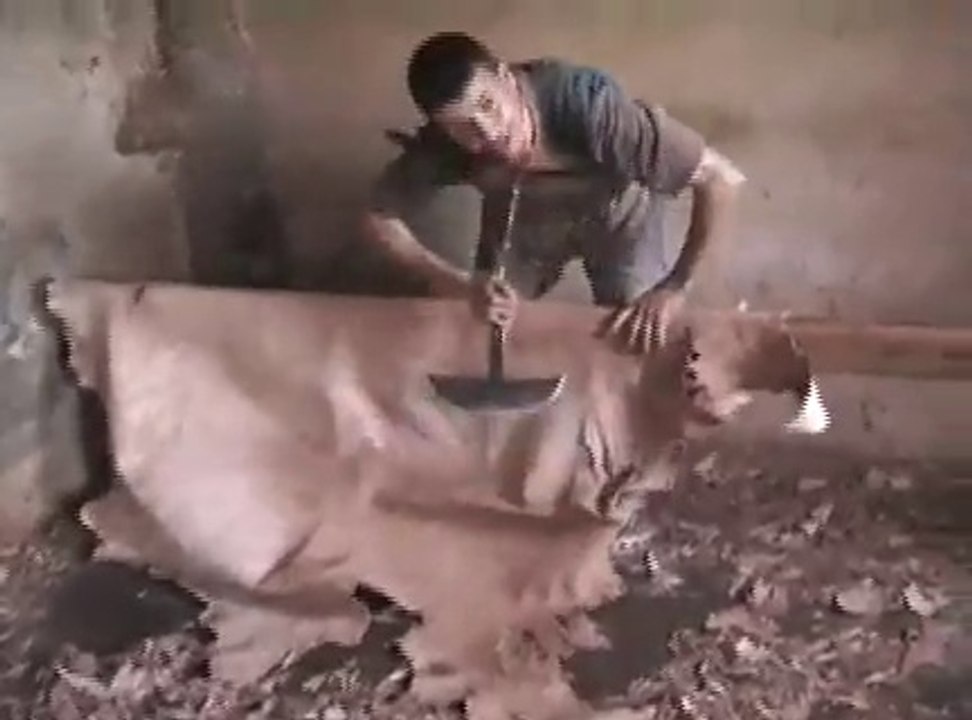 TANNEUR DE  FEZ ET LA CORNE DE VACHE