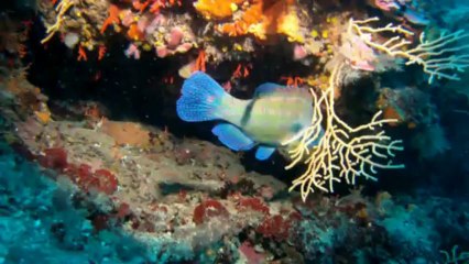 Les Deux Frères (2013) : Un Film Émotionnel sur la Fraternité et la Rédemption