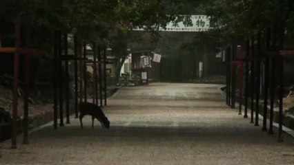 Música clássica para animais