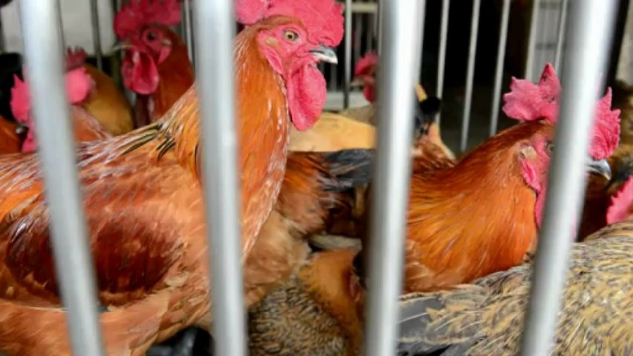 Taiwan ramps up checks for bird flu virus