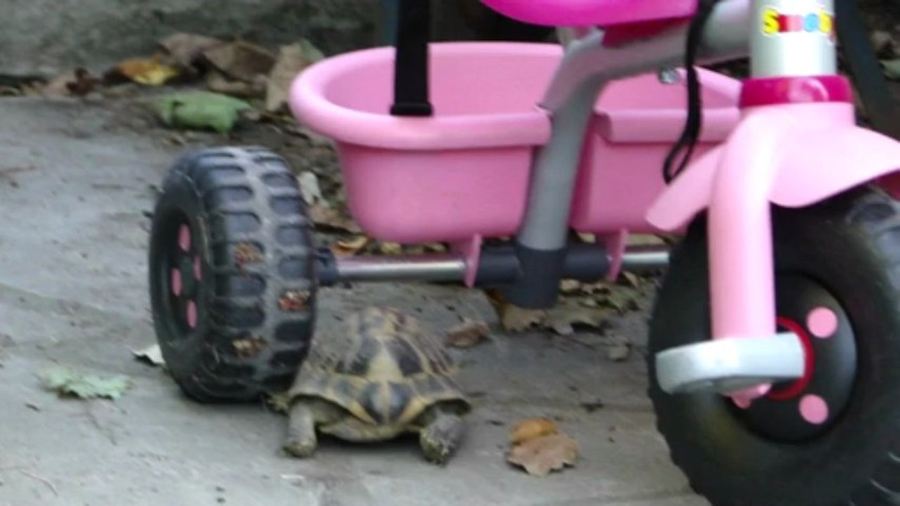 Ma tortue est un mâle ...
