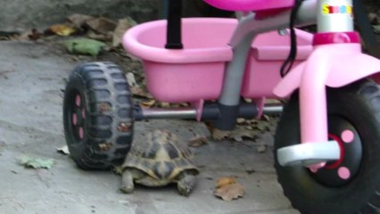 Ma tortue est un mâle ...