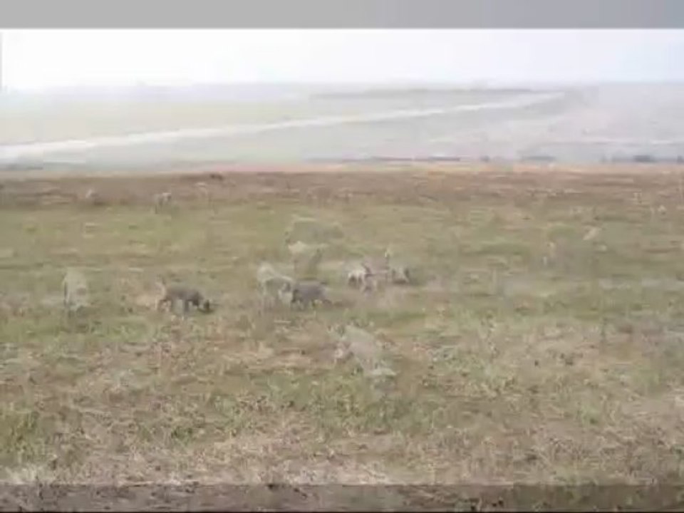 Chiots de Folie Falco 6sem et demi, 1ere sortie ds les champs, 4avr13